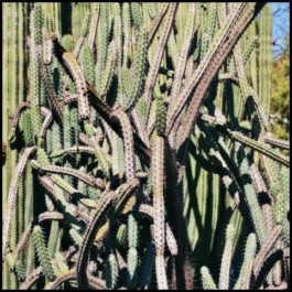 Green for the Future