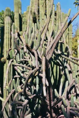 Green for the Future