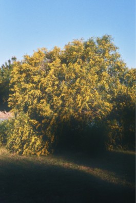 Green for the Future